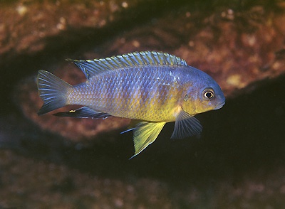 Tropheops sp. 'yellow chin' Linganjala Reef